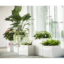 專注室內(nèi)綠植服務(wù)8年，綠植租賃，免費(fèi)養(yǎng)護(hù)，一站式商務(wù)空間
